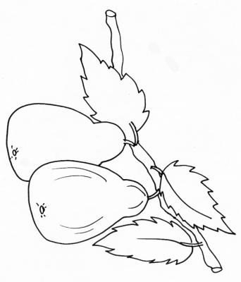 Fruit