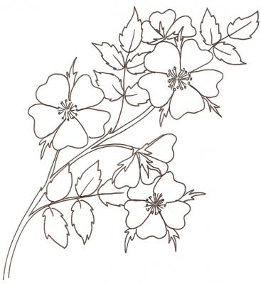 Eglantine