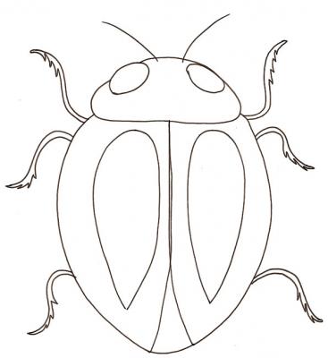 Insecte