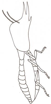 termite
