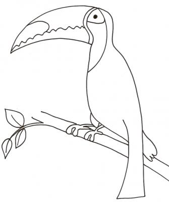 Toucan