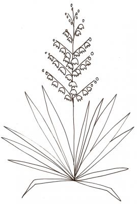 yucca