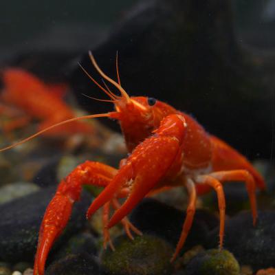 langouste - mot du glossaire Tête à modeler. Définition et activités associées au mot langouste.