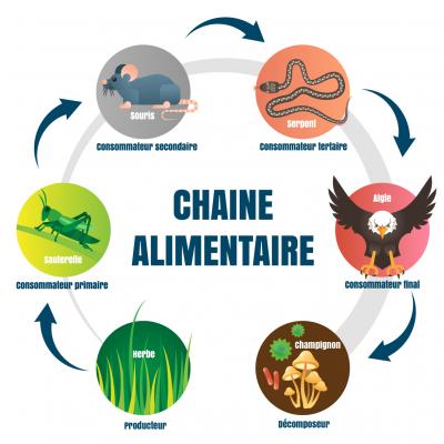 L'écologie est la science qui étudie les êtres vivants dans leur ensemble et toutes les relations qui peuvent exister entre eux et entre eux et leur environnement. Ce dossier de Tête à modeler propose des articles simples et illustrés sur l'écologi