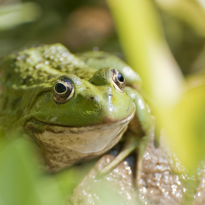 Les Amphibiens
