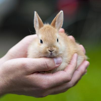 Les Soins Du Lapin Nain Tete A Modeler