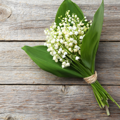 muguet - mot du glossaire Tête à modeler. Définition et activités associées au mot muguet.