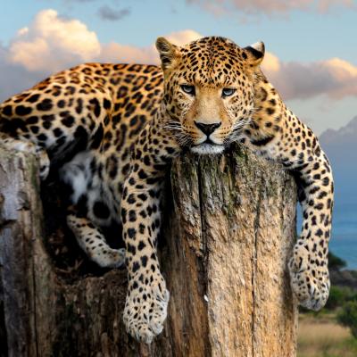 Panthere Explication Tete A Modeler Du Mot Panthere