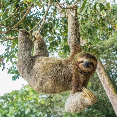 Paresseux Explication Tete A Modeler Du Mot Paresseux