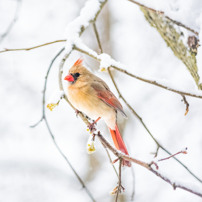 Quand les jours se raccourcissent et que les températures baissent, les oiseaux migrateurs partent vers des régions et des pays chaud...