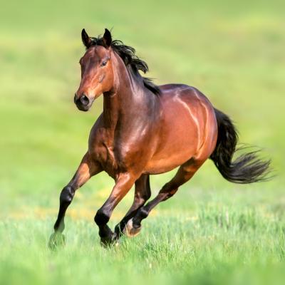 quadrupede - mot du glossaire Tête à modeler. Définition et activités associées au mot quadrupede.