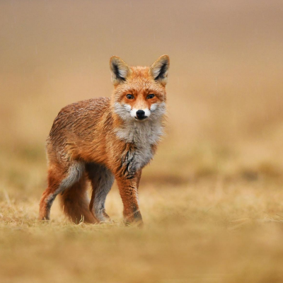 renard - mot du glossaire Tête à modeler. Définition et activités associées au mot renard.