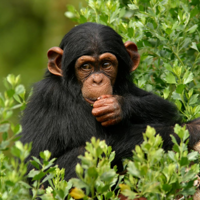 Singe Explication Tete A Modeler Du Mot Singe