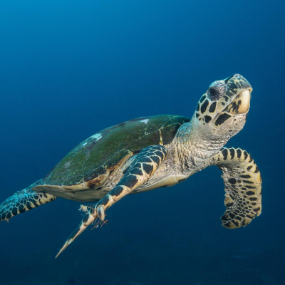 tortue - mot du glossaire Tête à modeler. Définition et activités associées au mot tortue.
