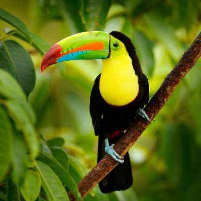 Toucan Explication Tete A Modeler Du Mot Toucan