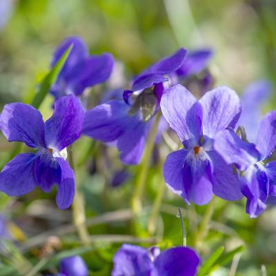 violette - mot du glossaire Tête à modeler. Définition et activités associées au mot violette.