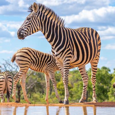 Zebre Explication Tete A Modeler Du Mot Zebre