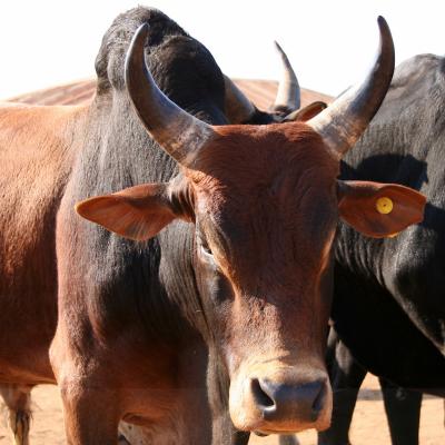 Zebu Explication Tete A Modeler Du Mot Zebu